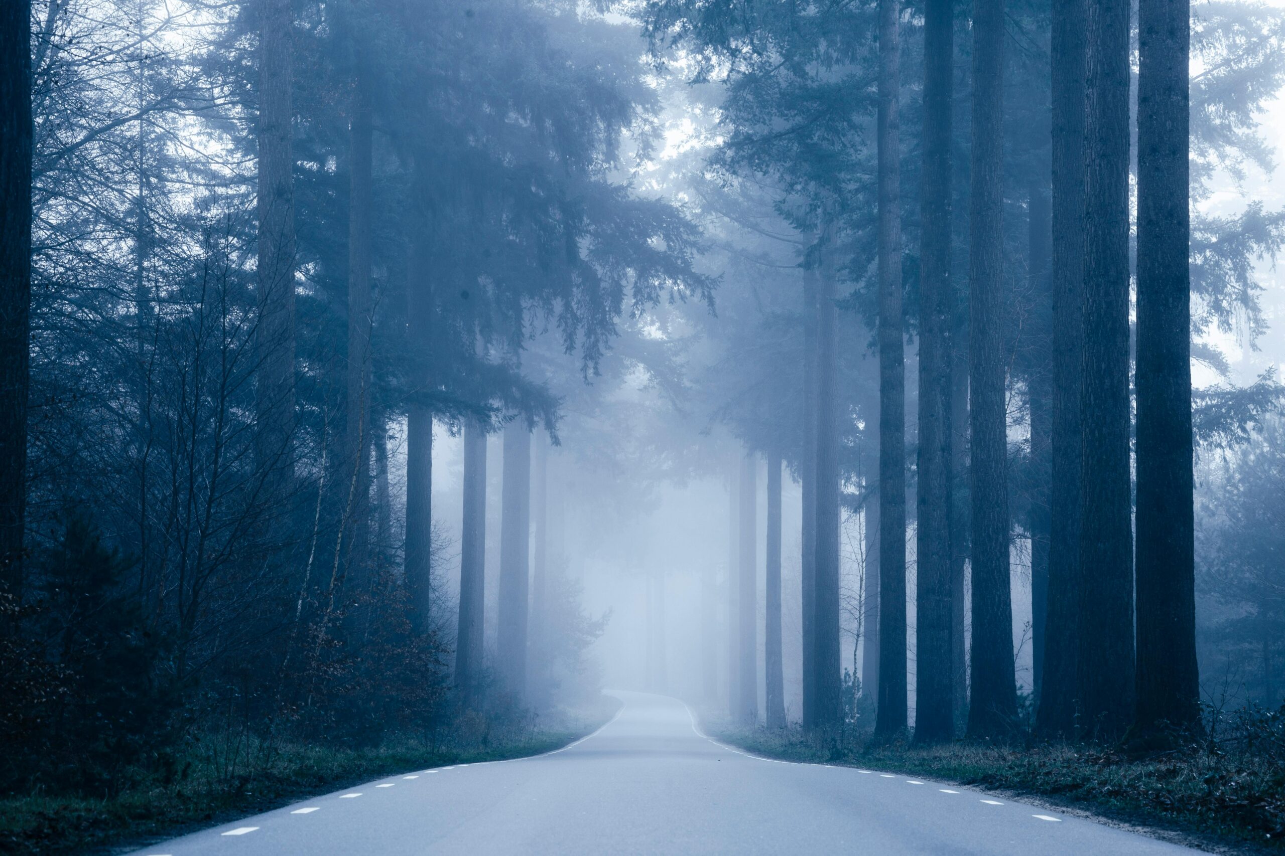 An empty road going off into the distance in the middle of a forest with tall trees.